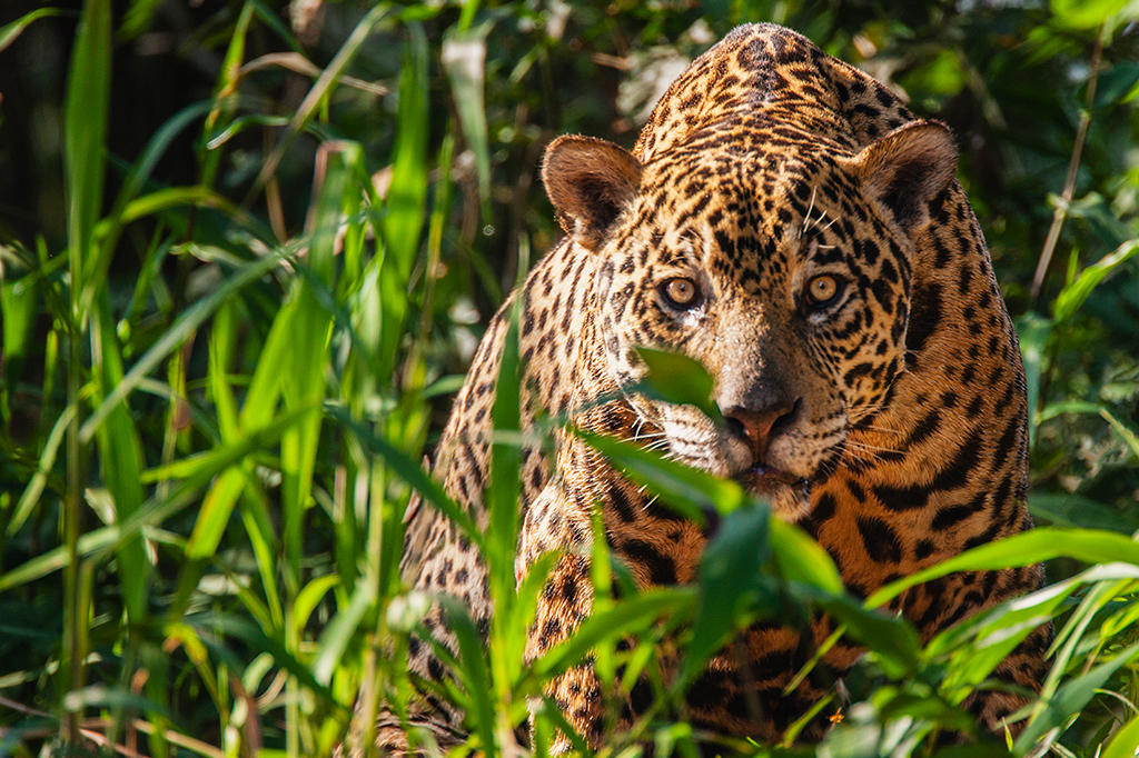 Banco online reúne dados genéticos de 10 mil animais brasileiros