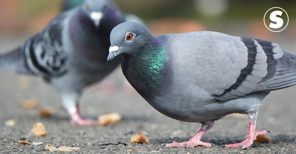 Estudo sugere que pombos percebem o campo magnético da Terra pelos ouvidos