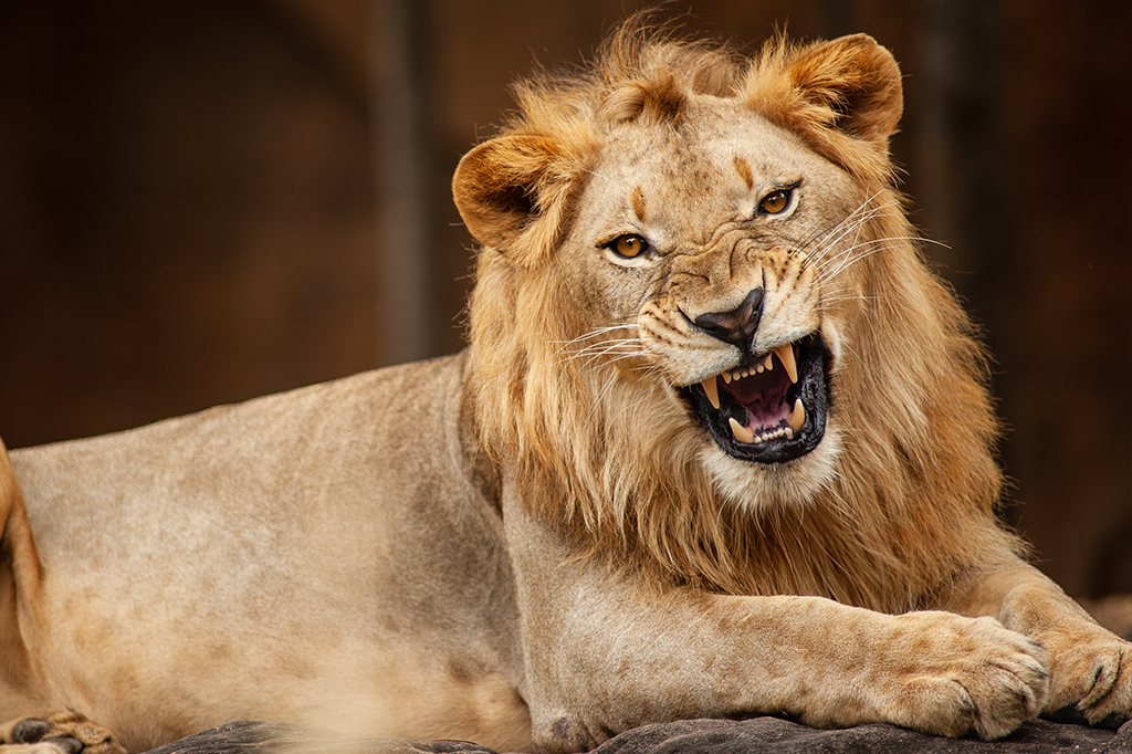 Cientistas descobrem um novo rugido de leão
