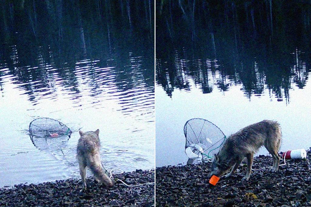 Vídeo de lobo selvagem roubando armadilha pode ser primeiro registro de uso de ferramentas na espécie