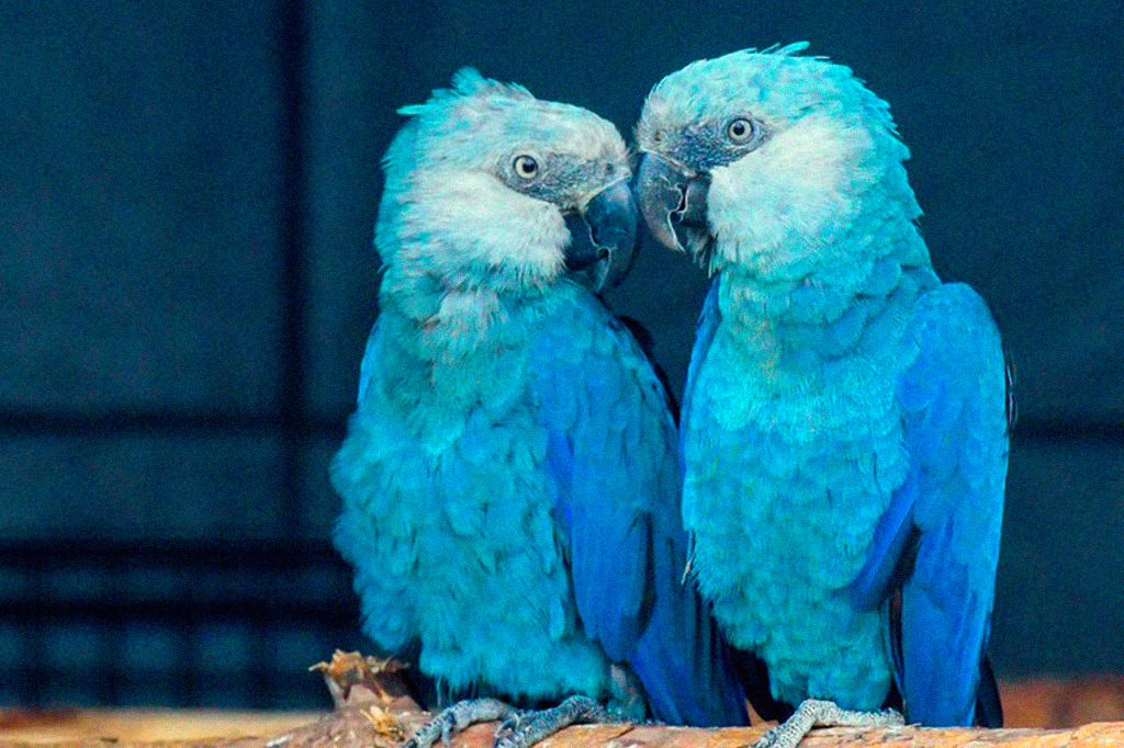 Últimas ararinhas-azuis da natureza são diagnosticadas com vírus letal – comprometendo o futuro da espécie