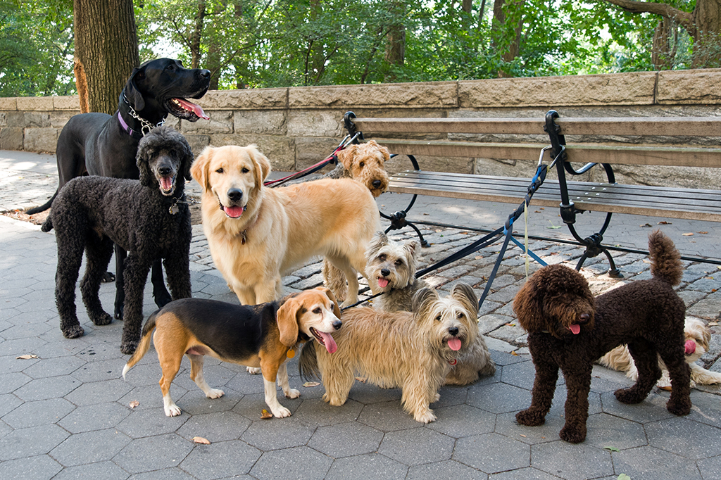 O DNA pode prever a personalidade do seu cachorro? Nova pesquisa indica que sim