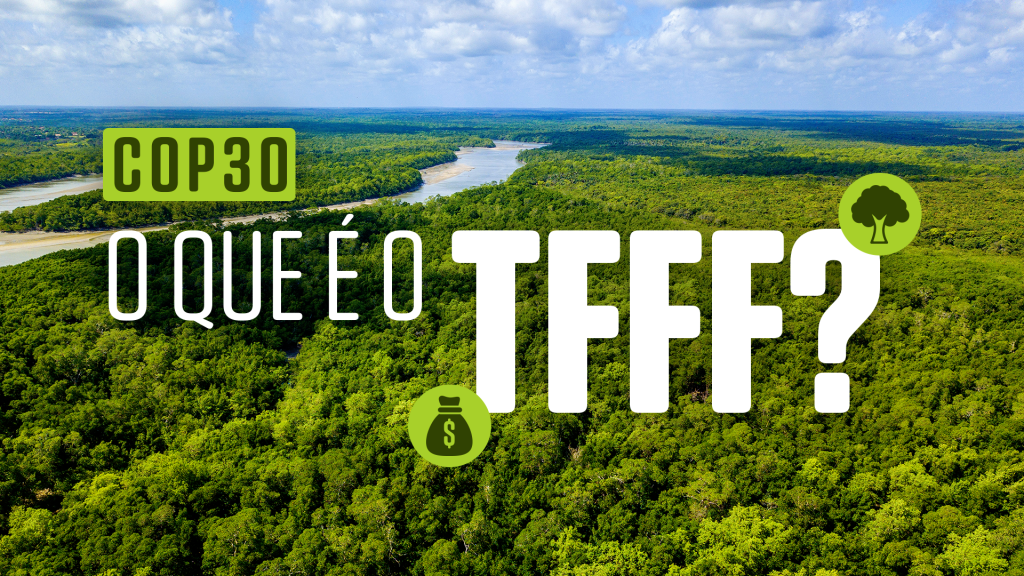 Fundo Florestas Tropicais para Sempre: entenda como será usado o dinheiro