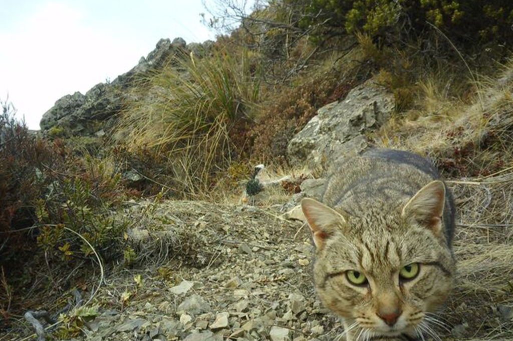 Por que a Nova Zelândia irá erradicar gatos selvagens?