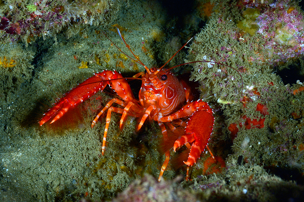 Especialistas assinam documento de Senciência em Crustáceos, que afirma que esses animais sentem dor