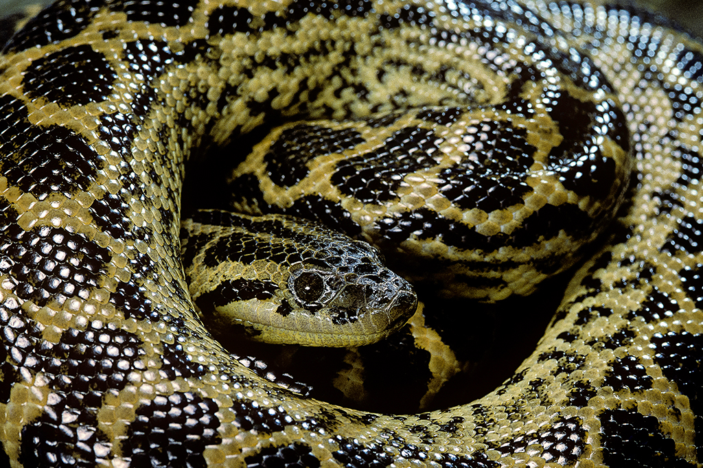 Anacondas ficaram gigantes há 12 milhões de anos – e continuaram assim