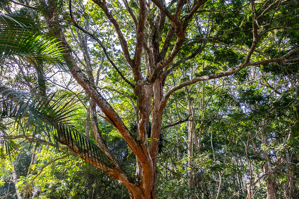Acordo internacional tenta proteger o pau-brasil sem prejudicar a música clássica
