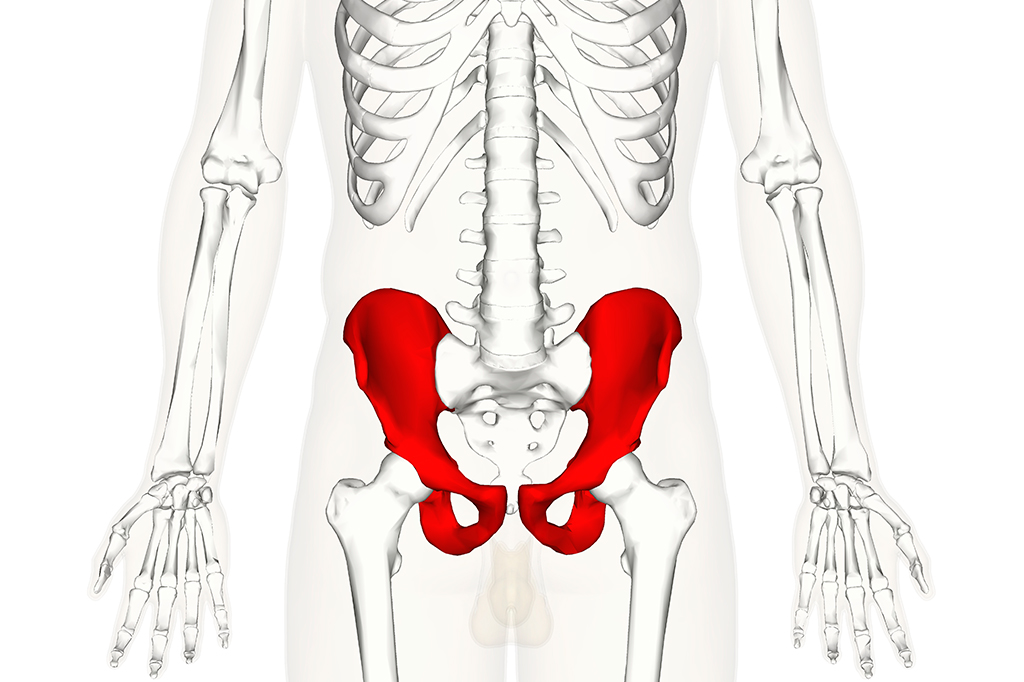 Ilustra&ccedil;&atilde;o do esqueleto humano com os ossos do quadril destacados em vermelho.