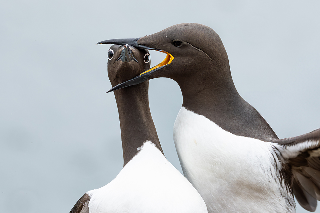 Fotografia do p&aacute;ssaro arau-de-r&eacute;dea com cara de perplexo, com a cabe&ccedil;a firmemente presa no bico do vizinho.