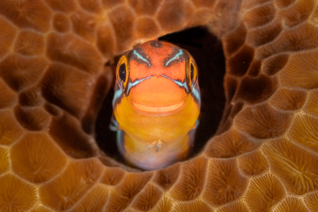 Fotografia do peixinho bl&ecirc;nio-de-listras-azus com carinha de feliz, ficava colocando a cabe&ccedil;a para fora de sua toca, um buraco no coral com padr&otilde;es.