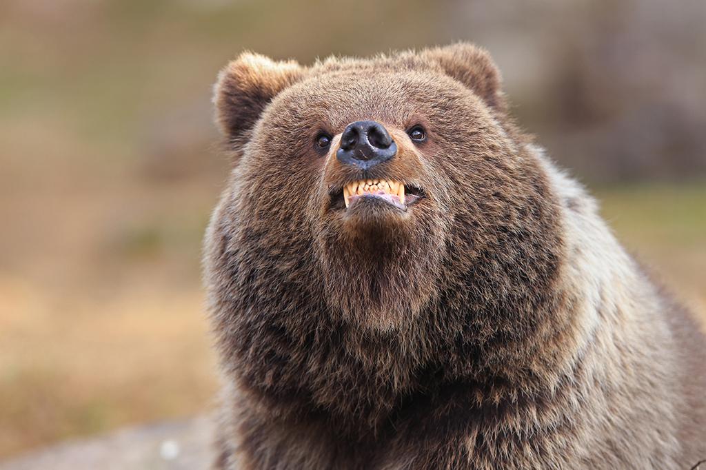 Fotografia de um Urso sorrindo.
