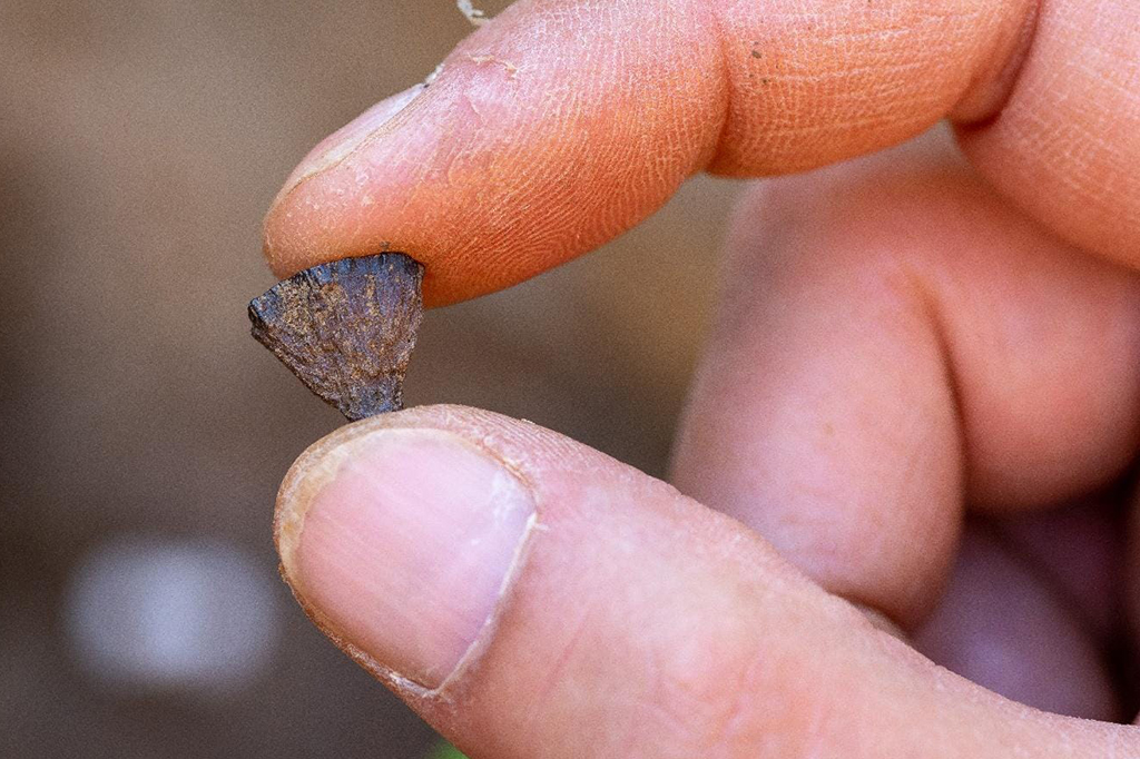 Fotografia do fragmento de pirita de ferro encontrado em uma superf&iacute;cie terrestre de 400.000 anos em Barnham, Suffolk, Reino Unido.