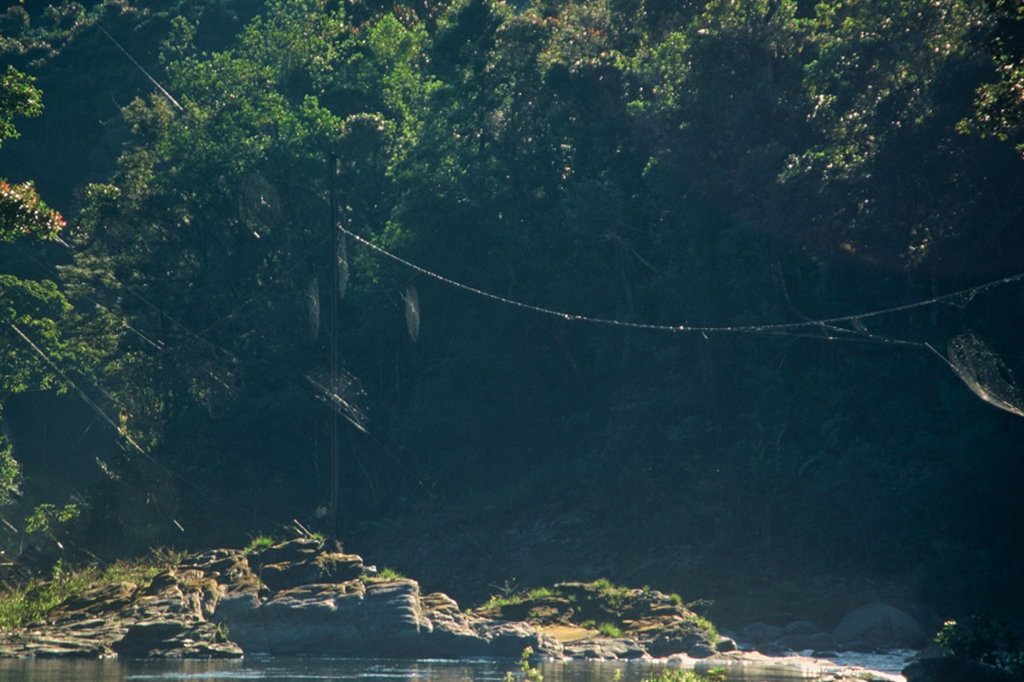 Fotografia de v&aacute;rias teias da aranha-da-casca-de-Darwin (Caerostris darwini) que se estendem sobre um rio.