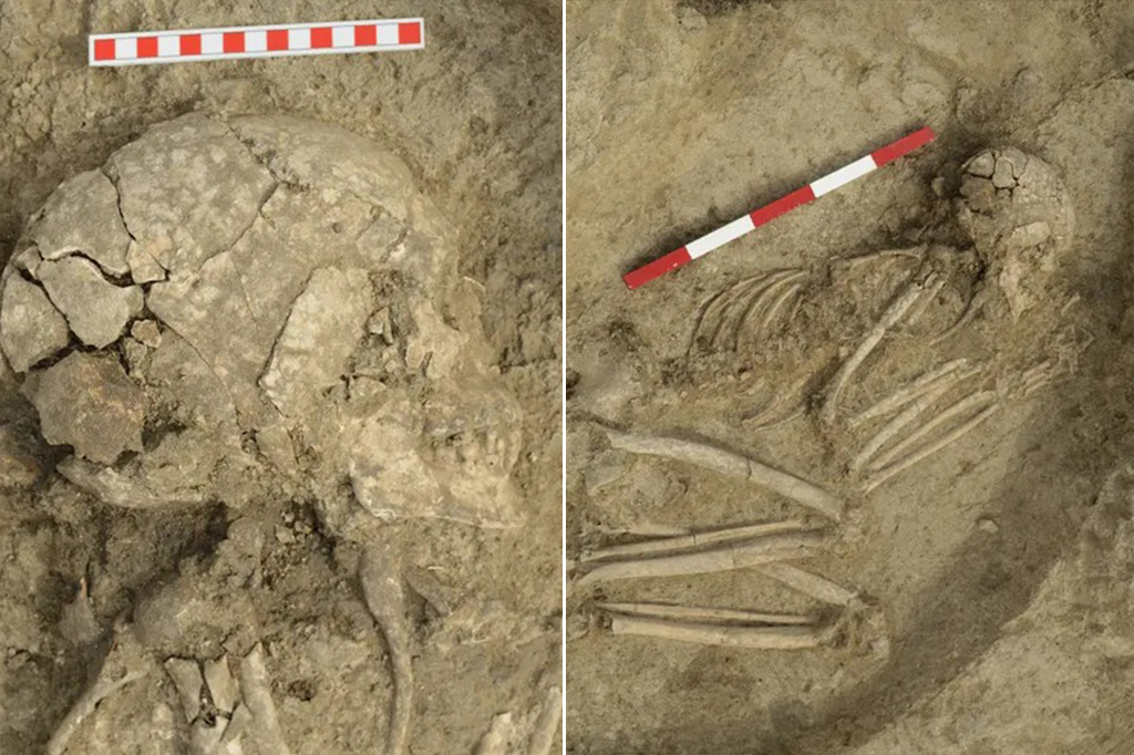 Jovem teve a cabeça mordida por um leão há 6 mil anos – e sobreviveu