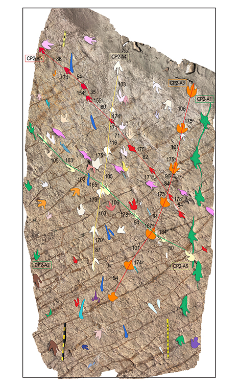 Imagem das trilhas paralelas e sobrepostas mostrando passeios de dinossauros. &Eacute; poss&iacute;vel ver, em verde, marcas de caudas nas pegadas, e em azul escuro, marcas de nata&ccedil;&atilde;o. As escalas na parte inferior da foto s&atilde;o de 1 metro cada.