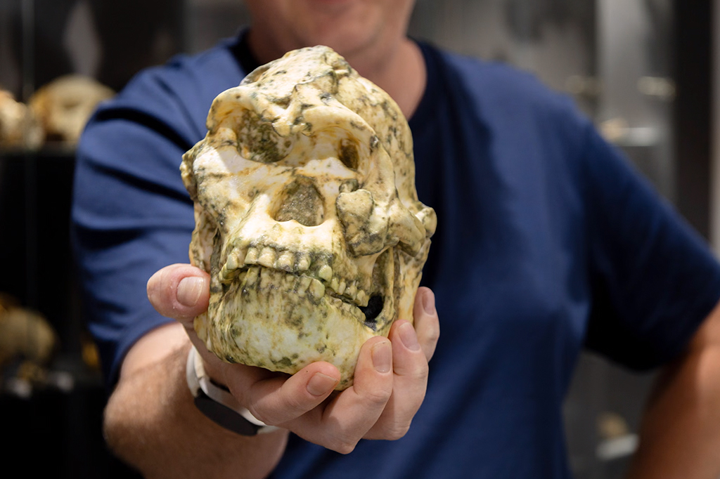 Fóssil “Pé Pequeno” pode ser nova espécie de hominídeo, sugere estudo