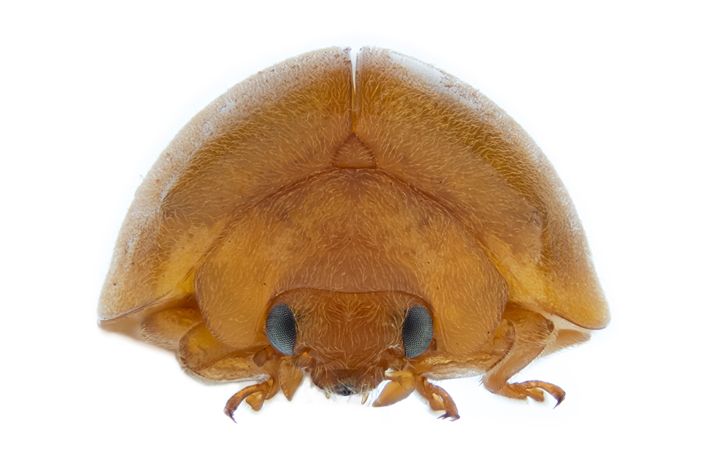 Fotografia da Mada gregaria &eacute; uma nova esp&eacute;cie de joaninha pertencente ao grupo Mada adusta.