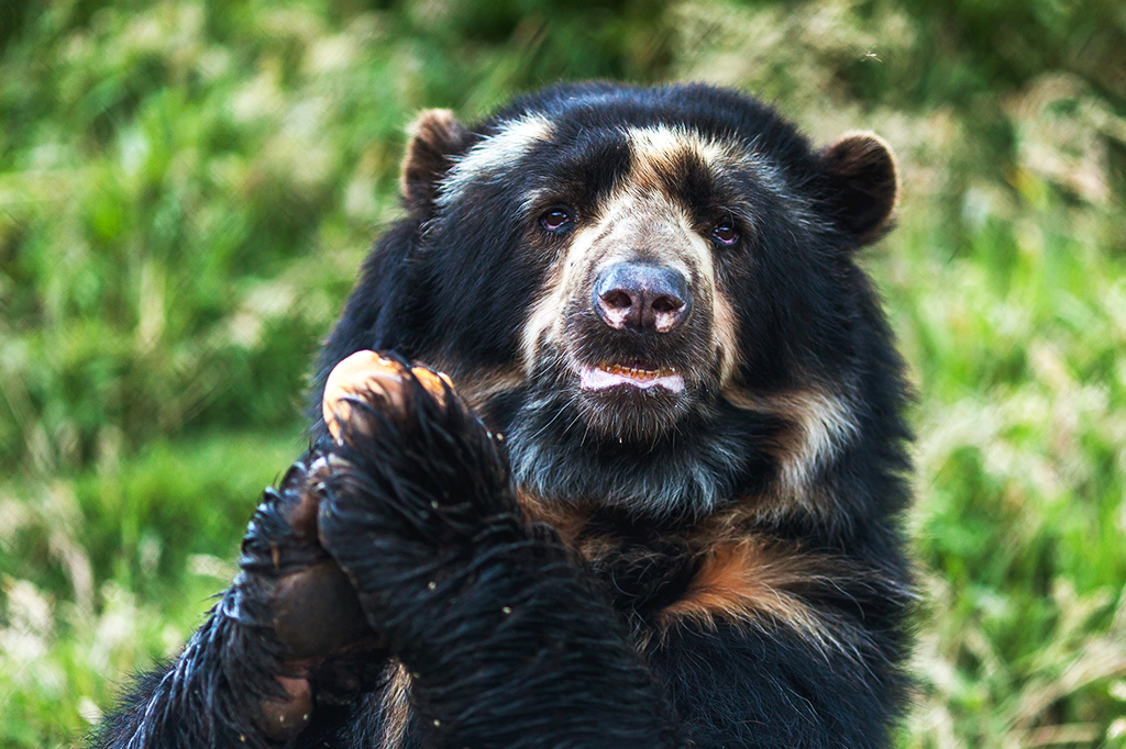 Fotografia do Urso-de-óculos (Tremarctos ornatus) em pé, comendo com as patas dianteiras levantadas.
