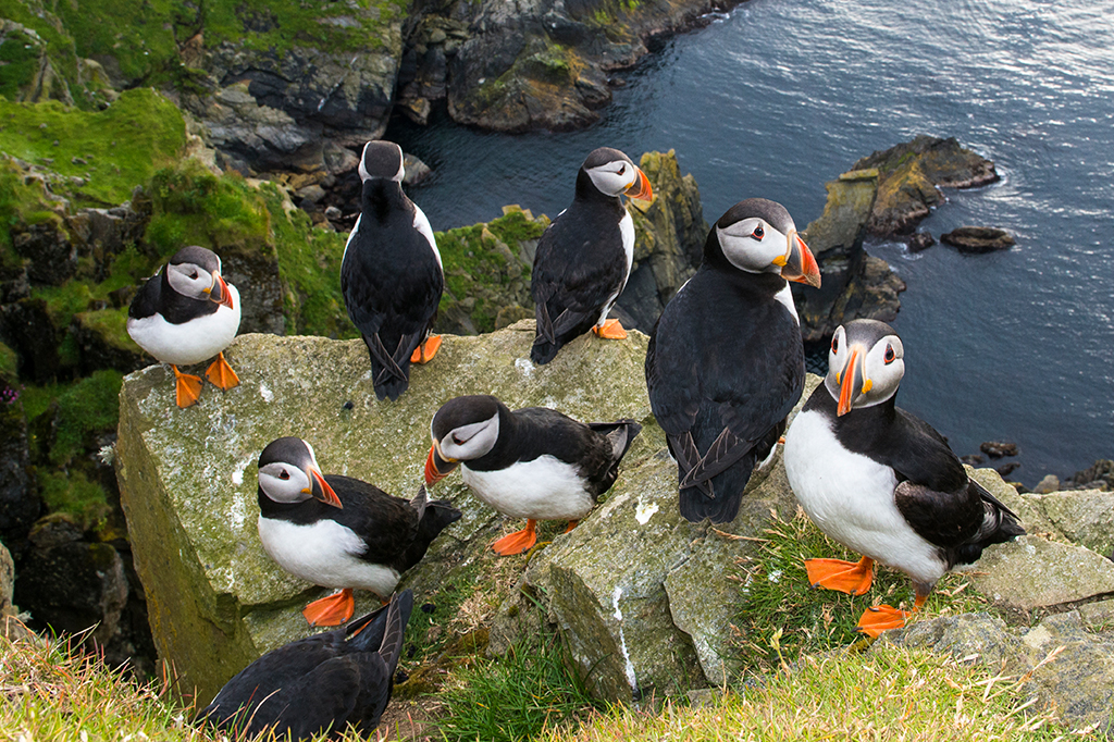 Fotografia de papagaios-do-mar atlânticos reunidos em rocha no topo de um penhasco.