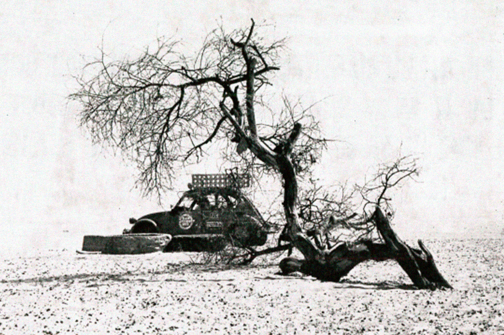 Fotografia da árvore que foi atingida.