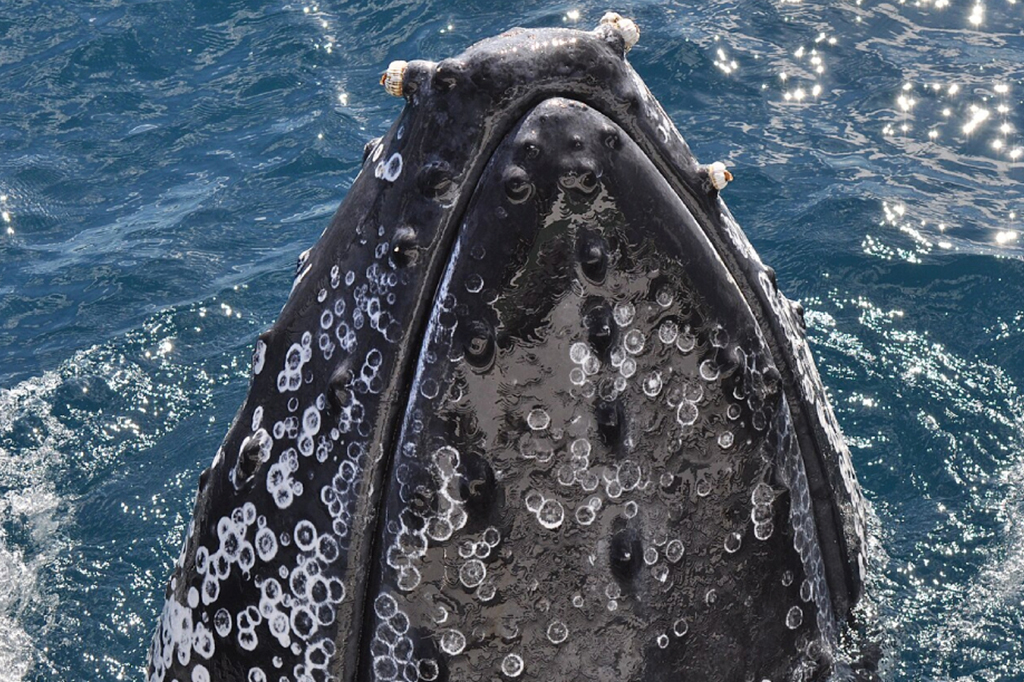 Fotografia dos crustáceos vivem sobre o corpo das baleias.