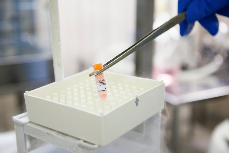O papel estratégico da nova vacina Butantan-DV, primeira do mundo em dose única contra a dengue