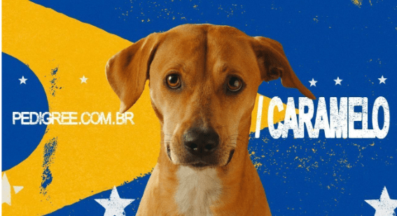 Pesquisa inédita revela o mapa genético do vira-lata caramelo brasileiro