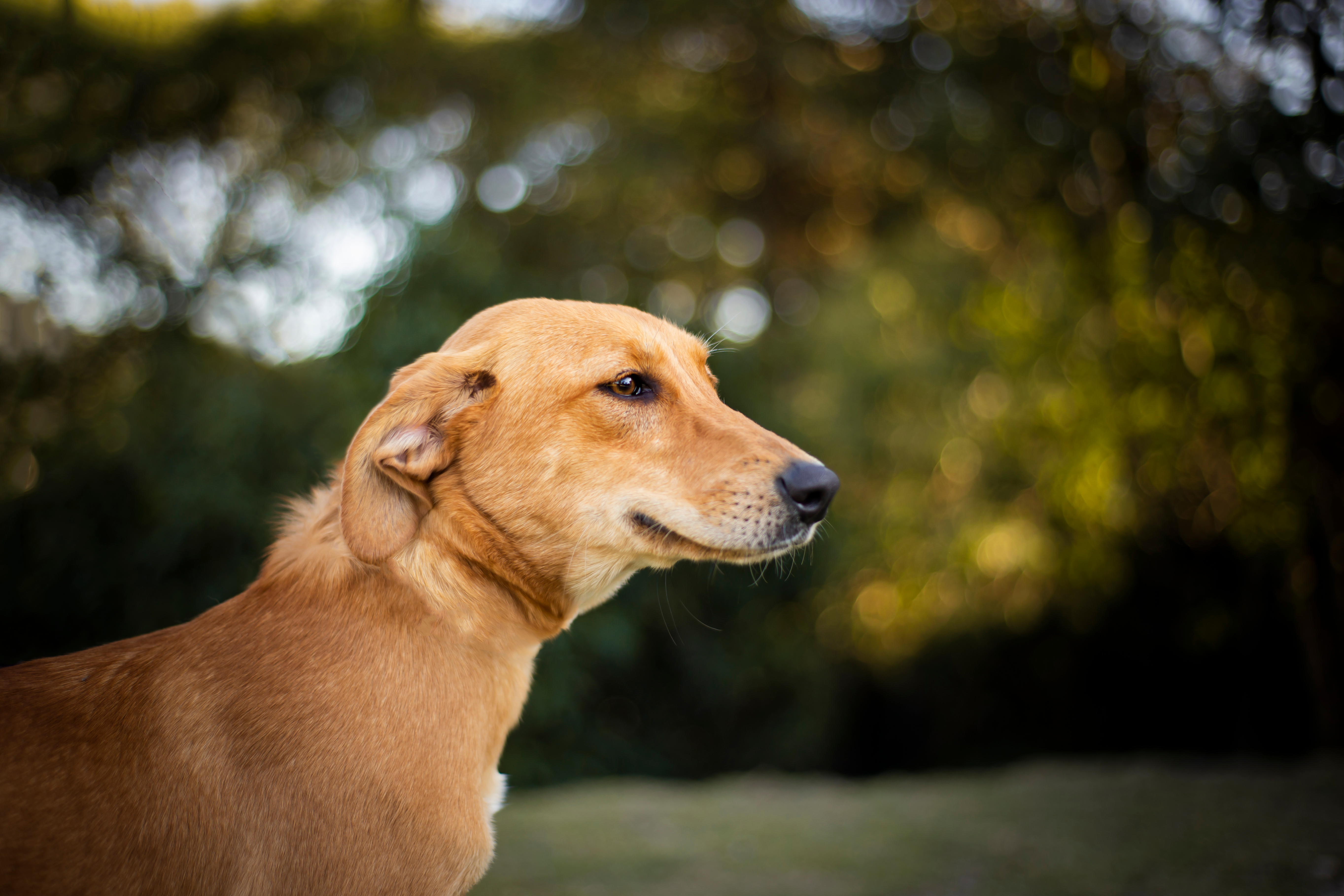 iStock