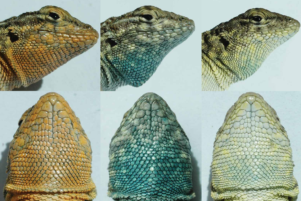 Fotografia dos três lagartos vistos de lado e de frente.