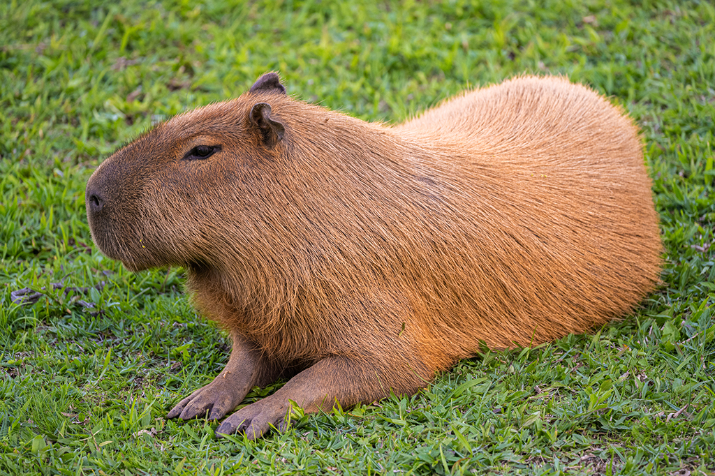 Fotografia de uma capivara.