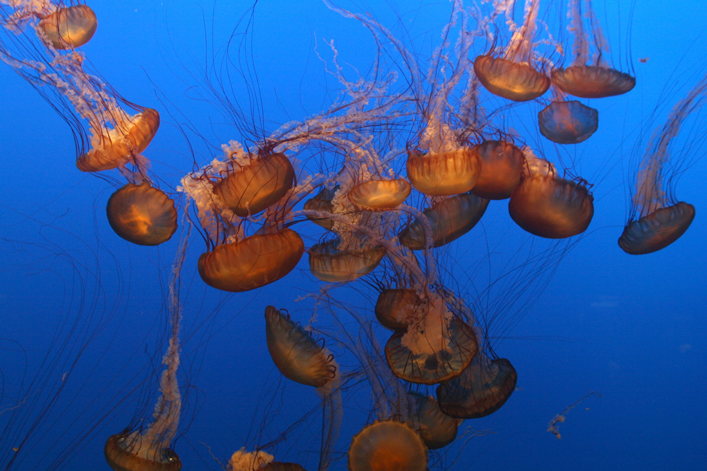 Fotografia de águas vivas.