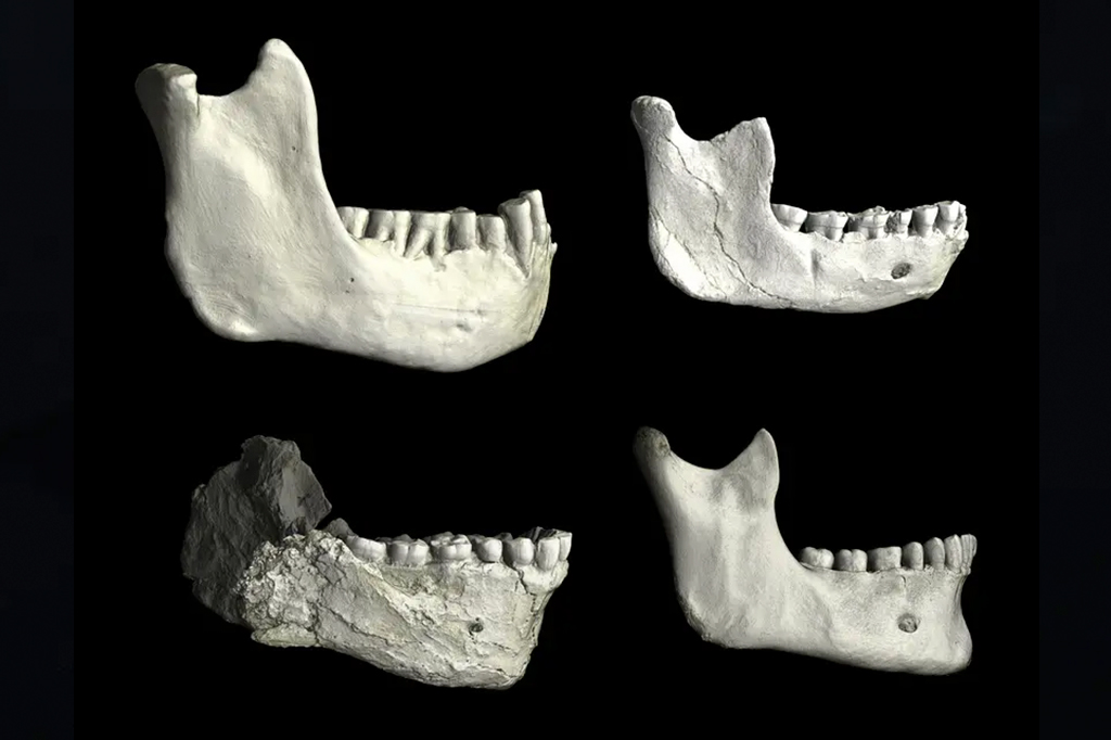 Imagem da Mand&iacute;bulas inferiores (maxilares) do Norte da &Aacute;frica, ilustrando a varia&ccedil;&atilde;o entre homin&iacute;deos f&oacute;sseis e humanos modernos. Os f&oacute;sseis mostrados s&atilde;o Tighennif 3 da Arg&eacute;lia (canto superior esquerdo), ThI-GH-10717 da Pedreira Thomas em Marrocos (canto superior direito) e Jebel Irhoud 11 de Marrocos (canto inferior esquerdo), comparados com uma mand&iacute;bula de um humano moderno recente (canto inferior direito). Todos os esp&eacute;cimes s&atilde;o mostrados na mesma escala, permitindo a compara&ccedil;&atilde;o direta de seu tamanho e forma.