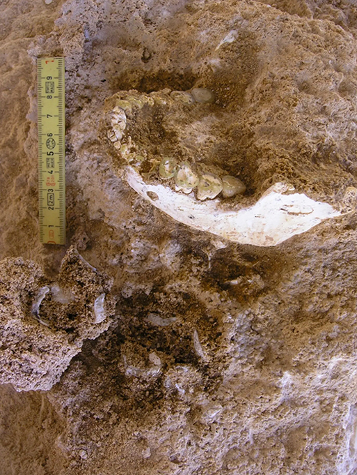 Fotografia do Thomas Quarry I, Grotte &agrave; Hominid&eacute;s: Mandible ThI-GH-10717 durante a escava&ccedil;&atilde;o.