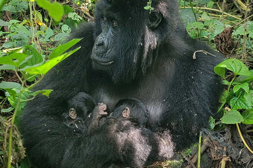 Fotografia dos gorilas gêmeos com a mãe, registrado no Parque em 2026.