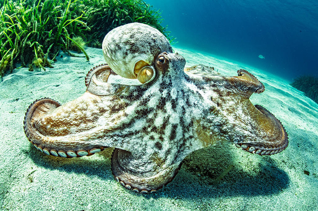 Fotografia de um polvo no fundo do mar.