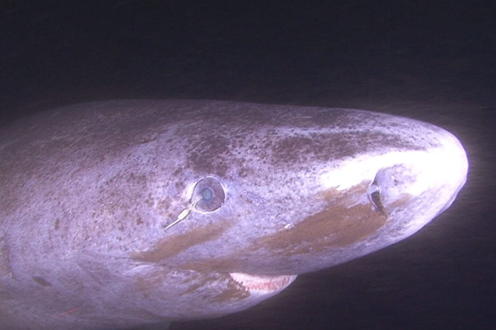 Fotografia do tubar&atilde;o-da-Groenl&acirc;ndia vive nas profundezas escuras do oceano.