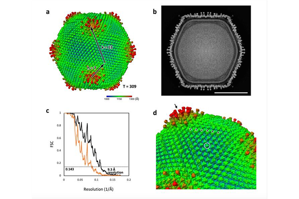 Esta imagem (a) mostra a reconstru&ccedil;&atilde;o 3D do v&iacute;rus, destacando seu caps&iacute;deo com esp&iacute;culas (d). A descoberta refor&ccedil;a ainda mais a hip&oacute;tese da origem dos v&iacute;rus nucleares, que prop&otilde;e que os v&iacute;rus desempenharam um papel na evolu&ccedil;&atilde;o das c&eacute;lulas eucari&oacute;ticas.