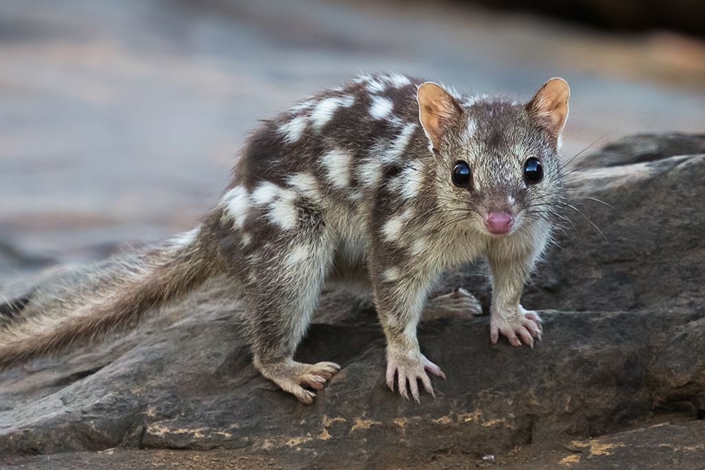 Fotografia do quoll-do-norte que reapareceu no Santuário de Vida Selvagem de Piccaninny Plains