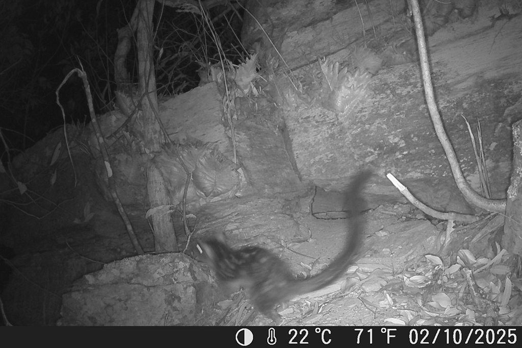 Fotografia da c&acirc;mera de vigil&acirc;ncia, do quoll-do-norte que reapareceu no Santu&aacute;rio de Vida Selvagem de Piccaninny Plains em outubro deste ano, sendo o primeiro avistamento da esp&eacute;cie no santu&aacute;rio em mais de 80 anos.