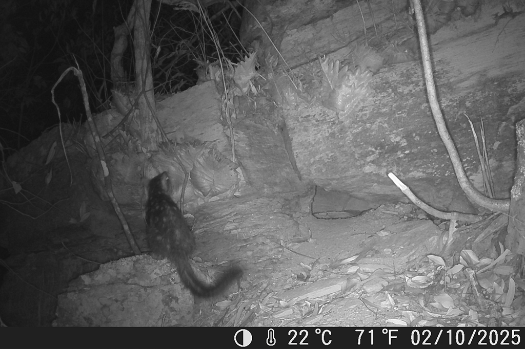 Fotografia da c&acirc;mera de vigil&acirc;ncia, do quoll-do-norte que reapareceu no Santu&aacute;rio de Vida Selvagem de Piccaninny Plains em outubro deste ano, sendo o primeiro avistamento da esp&eacute;cie no santu&aacute;rio em mais de 80 anos.