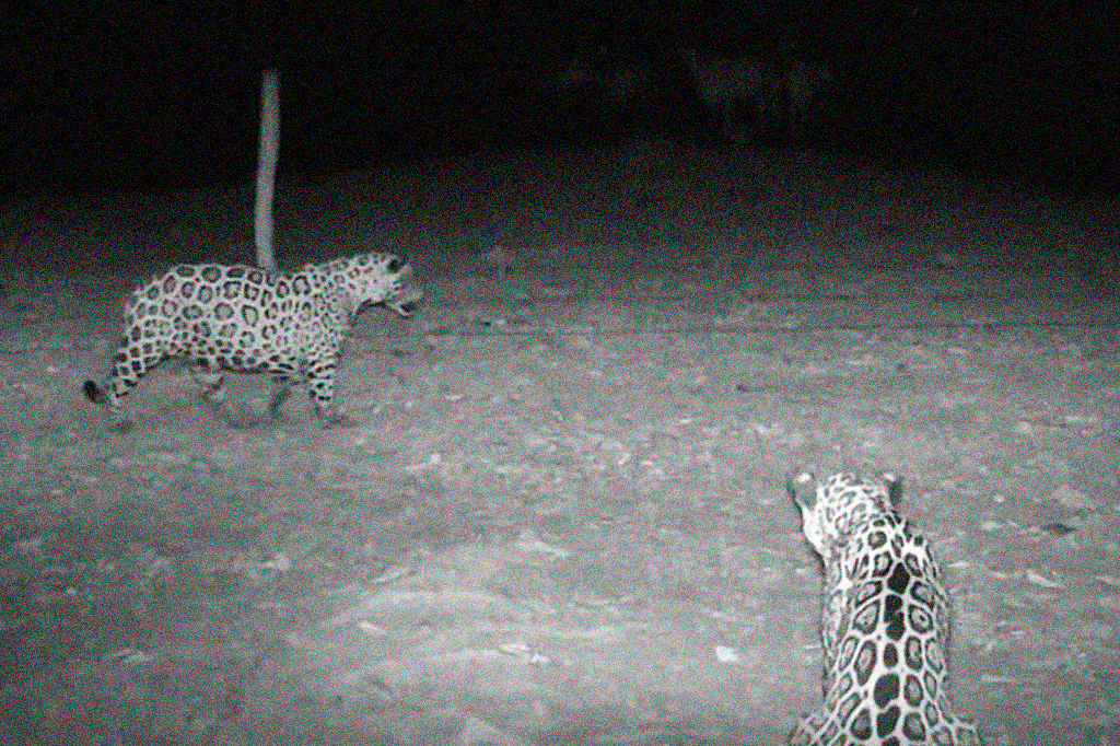 Fotografia de duas onças.