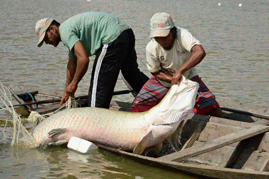 Fotografia de pescadores com o peixe pirarucu.