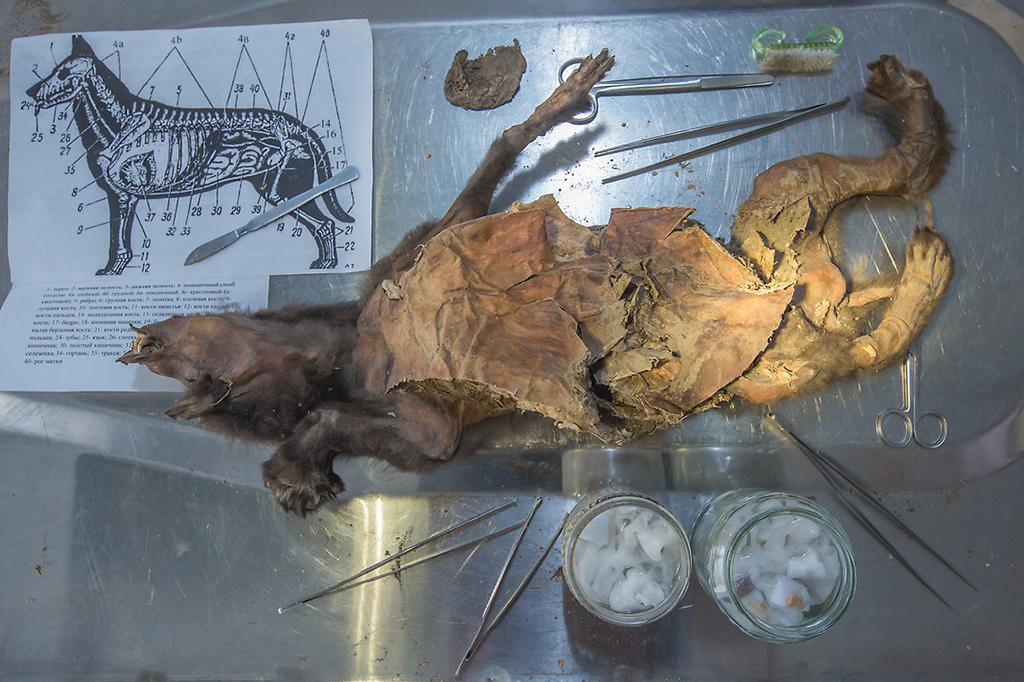 Fotografia do filhote de lobo Tumat-1, durante estudo em Viena, na Áustria.