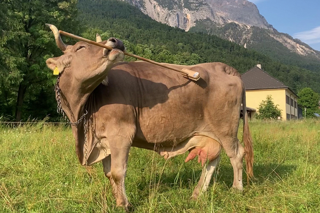 Fotografai de uma vaca usando uma vassoura para se coçar.