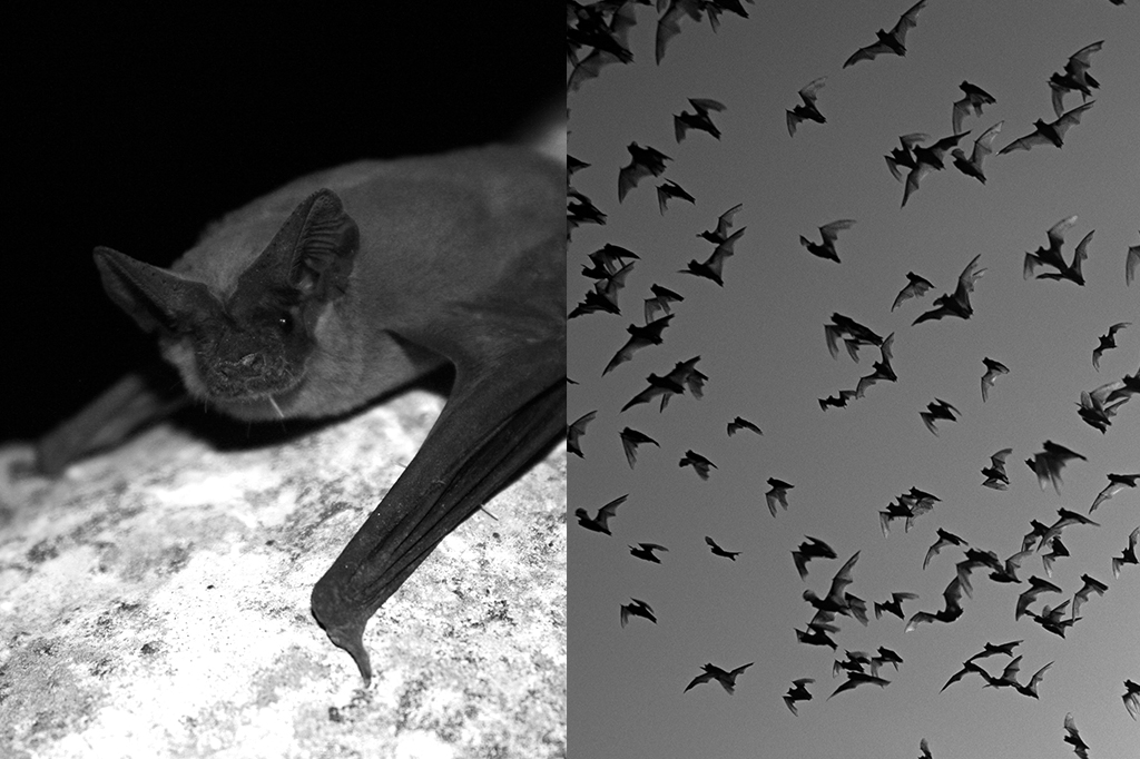 Fotografia do morcego-de-cauda-livre-brasileiro ao lado uma foto de grupo de morcegos voando.