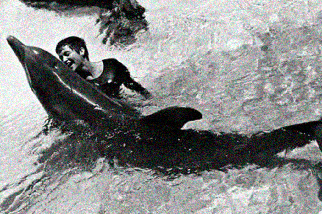 Fotografia da Margaret Lovatt na Dolphin House em St Thomas.