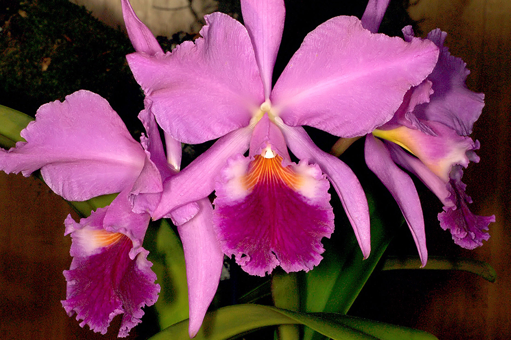 Fotografia de um orquídea Cattleya labiata.