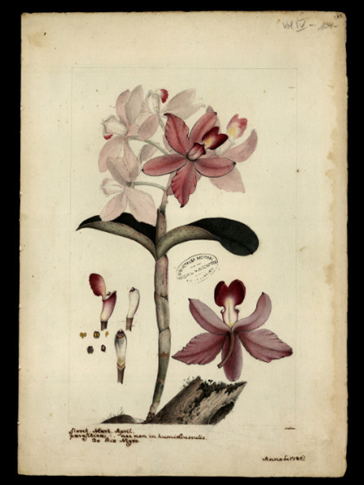 Ilustra&ccedil;&atilde;o de uma Orqu&iacute;dea.