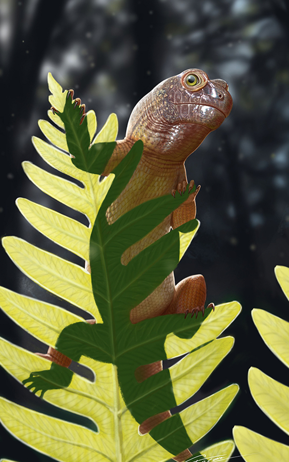 Ilustra&ccedil;&atilde;o do Sauropia macrorhinus.