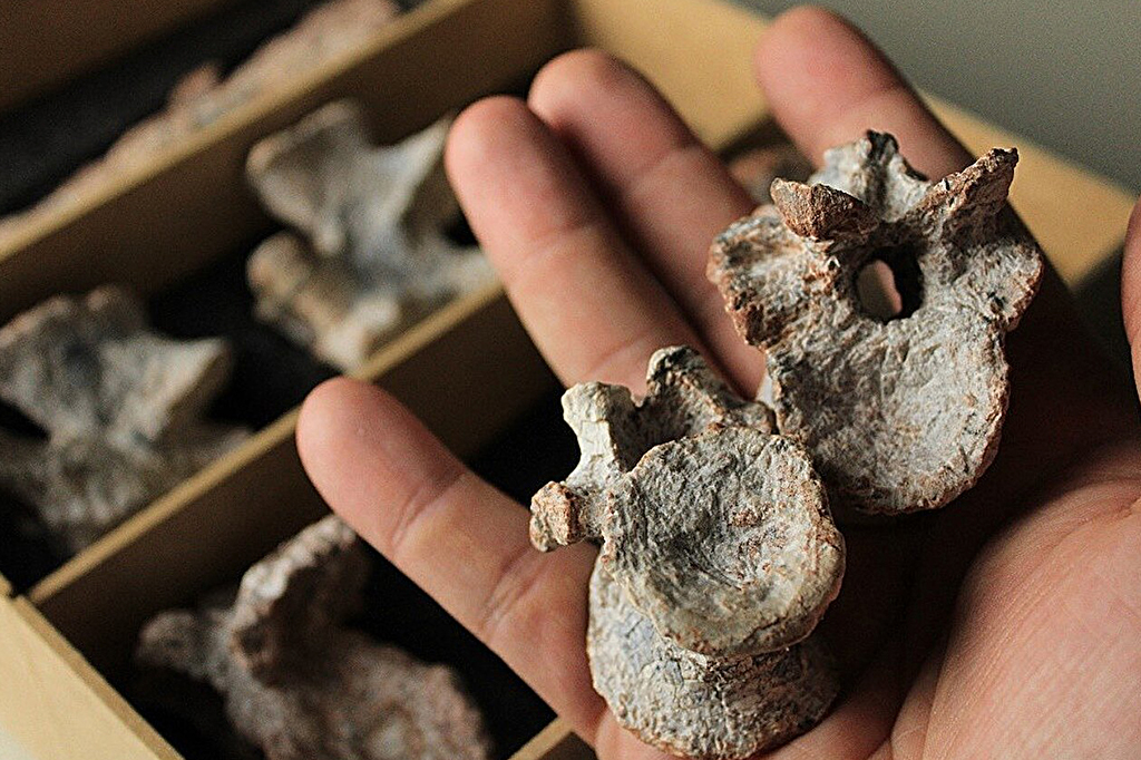 Fotografia dos F&oacute;ssil de Tainrakuasuchus bellator.